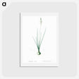 アートポストカード-Ornithogalum tenuifolium illustration - ピエール ジョゼフ ルドゥーテ Postcard.