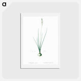 アートポストカード-Ornithogalum tenuifolium illustration - ピエール ジョゼフ ルドゥーテ Postcard.
