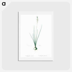 アートポストカード-Ornithogalum tenuifolium illustration - ピエール ジョゼフ ルドゥーテ Postcard.