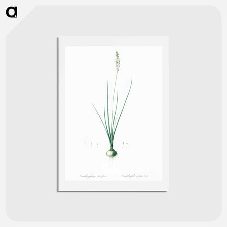アートポストカード-Ornithogalum tenuifolium illustration - ピエール ジョゼフ ルドゥーテ Postcard.
