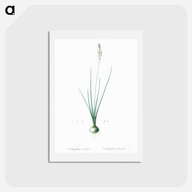 アートポストカード-Ornithogalum tenuifolium illustration - ピエール ジョゼフ ルドゥーテ Postcard.