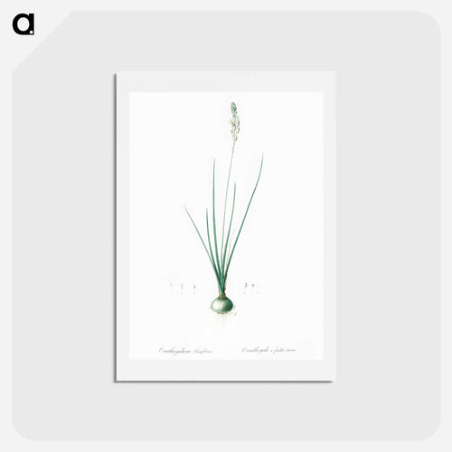 Ornithogalum tenuifolium illustration - ピエール ジョゼフ ルドゥーテ Postcard.