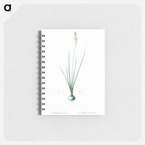 アートメモ帳-Ornithogalum tenuifolium illustration - ピエール ジョゼフ ルドゥーテ Memo.