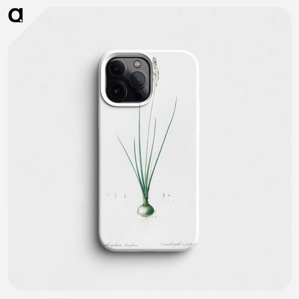 Ornithogalum tenuifolium illustration - ピエール ジョゼフ ルドゥーテ Phone Case.