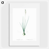 Ornithogalum tenuifolium illustration - Pierre Joseph Redouté Poster.