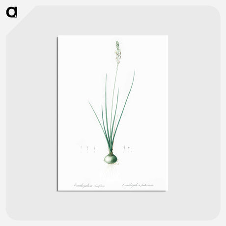 アートポストカード-Ornithogalum tenuifolium illustration - ピエール ジョゼフ ルドゥーテ Postcard.