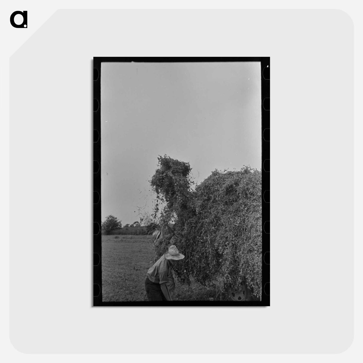 アートポストカード-Farmer Pitching Pea Vines
 - ラッセル リー Postcard.