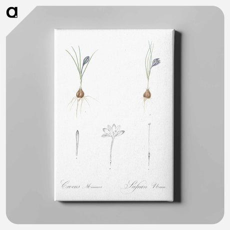 アートパネル-Crocus illustration - ピエール ジョゼフ ルドゥーテ Canvas.