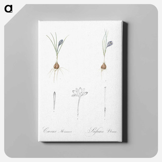 アートパネル-Crocus illustration - ピエール ジョゼフ ルドゥーテ Canvas.