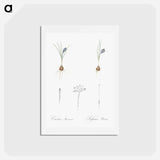 アートポストカード-Crocus illustration - ピエール ジョゼフ ルドゥーテ Postcard.