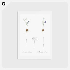 アートポストカード-Crocus illustration - ピエール ジョゼフ ルドゥーテ Postcard.