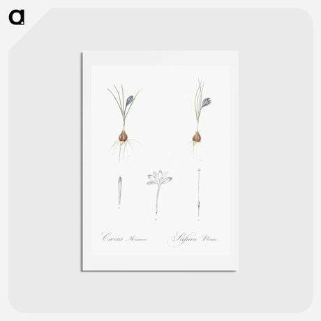 アートポストカード-Crocus illustration - ピエール ジョゼフ ルドゥーテ Postcard.
