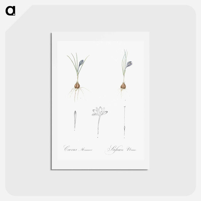 アートポストカード-Crocus illustration - ピエール ジョゼフ ルドゥーテ Postcard.