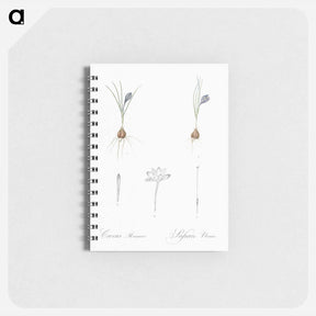 アートメモ帳-Crocus illustration - ピエール ジョゼフ ルドゥーテ Memo.