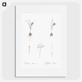 Crocus illustration - Pierre Joseph Redouté Poster.