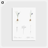 アートポストカード-Crocus illustration - ピエール ジョゼフ ルドゥーテ Postcard.