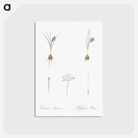 アートポストカード-Crocus illustration - ピエール ジョゼフ ルドゥーテ Postcard.
