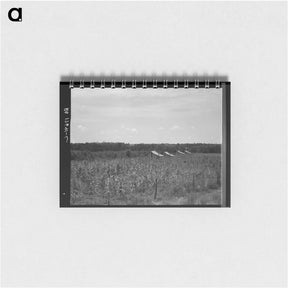 アートメモ帳-Untitled photo - ドロテア ラング Memo.