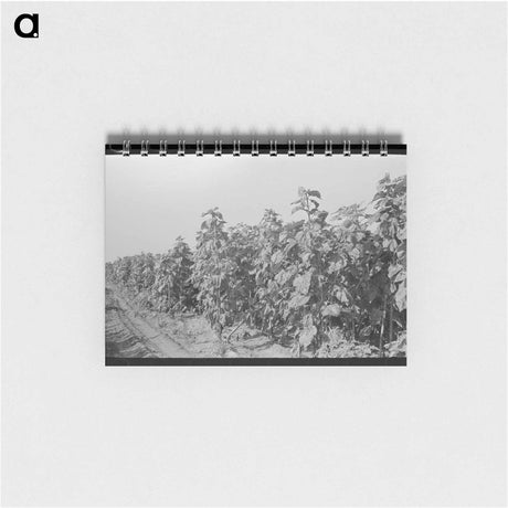 アートメモ帳-Creek County School Children
 - ラッセル リー Memo.