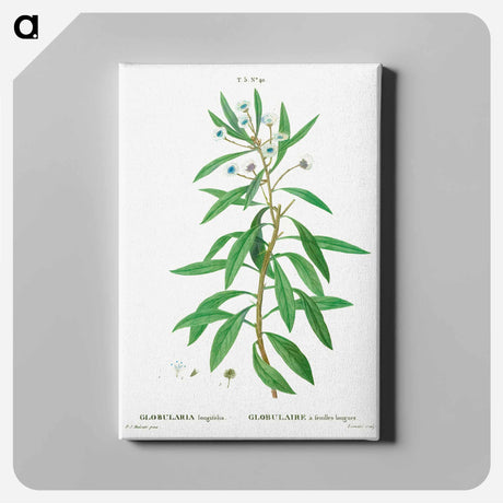 アートパネル-Globe daisy shrub - ピエール ジョゼフ ルドゥーテ Canvas.
