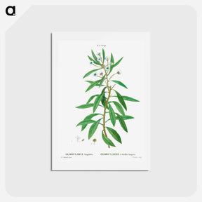 アートポストカード-Globe daisy shrub - ピエール ジョゼフ ルドゥーテ Postcard.