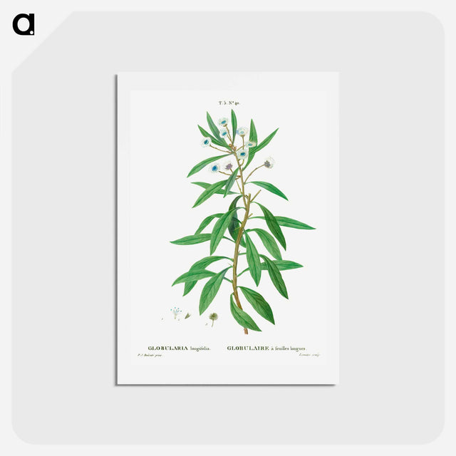 アートポストカード-Globe daisy shrub - ピエール ジョゼフ ルドゥーテ Postcard.