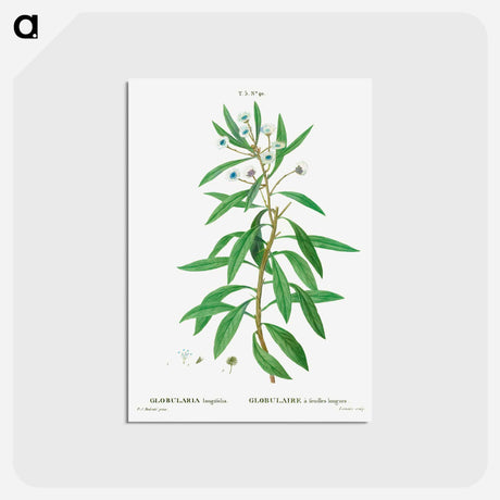 アートポストカード-Globe daisy shrub - ピエール ジョゼフ ルドゥーテ Postcard.