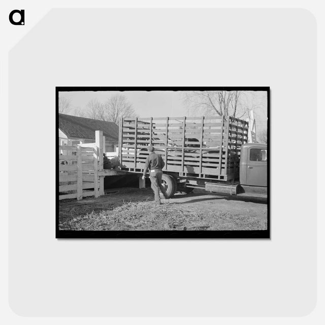 アートポストカード-Unloading Hogs at the Stockyards
 - ラッセル リー Postcard.