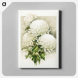アートパネル-White Chrysanthemum, Mrs. Alpheus Hardy
 - ボストン公共図書館 Canvas.