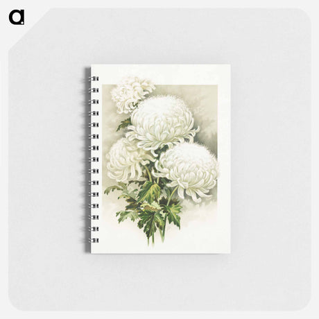 アートメモ帳-White Chrysanthemum, Mrs. Alpheus Hardy
 - ボストン公共図書館 Memo.
