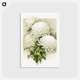 アートポストカード-White Chrysanthemum, Mrs. Alpheus Hardy
 - ボストン公共図書館 Postcard.