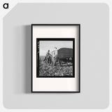 Loading truck in sugar beet field - Dorothea Lange Poster.