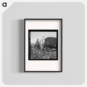 アートポスター-Loading truck in sugar beet field - ドロテア ラング Poster.