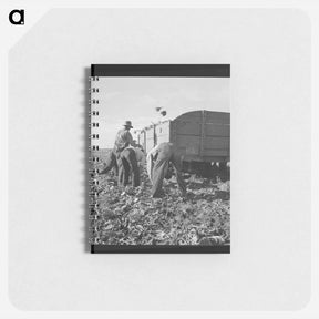 アートメモ帳-Loading truck in sugar beet field - ドロテア ラング Memo.
