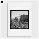 Loading truck in sugar beet field - Dorothea Lange Poster.