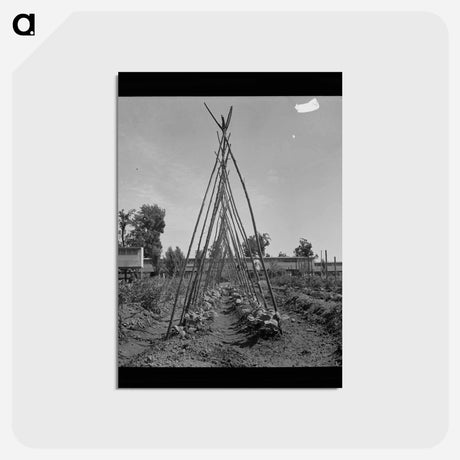 アートポストカード-Kentucky Wonder Pole Beans
 - ラッセル リー Postcard.