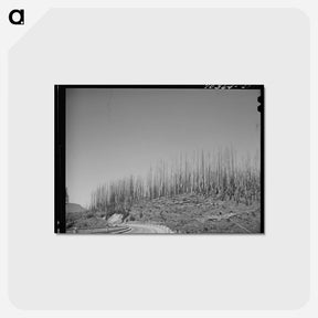 アートポストカード-Cut-over Forest Land
 - ラッセル リー Postcard.