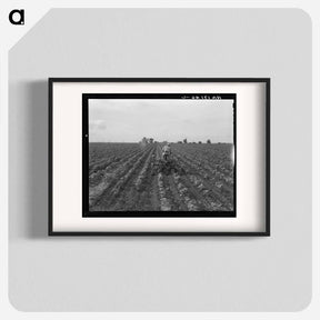 アートポスター-Tractor in cotton. Near Corsicana, Texas - ドロテア ラング Poster.