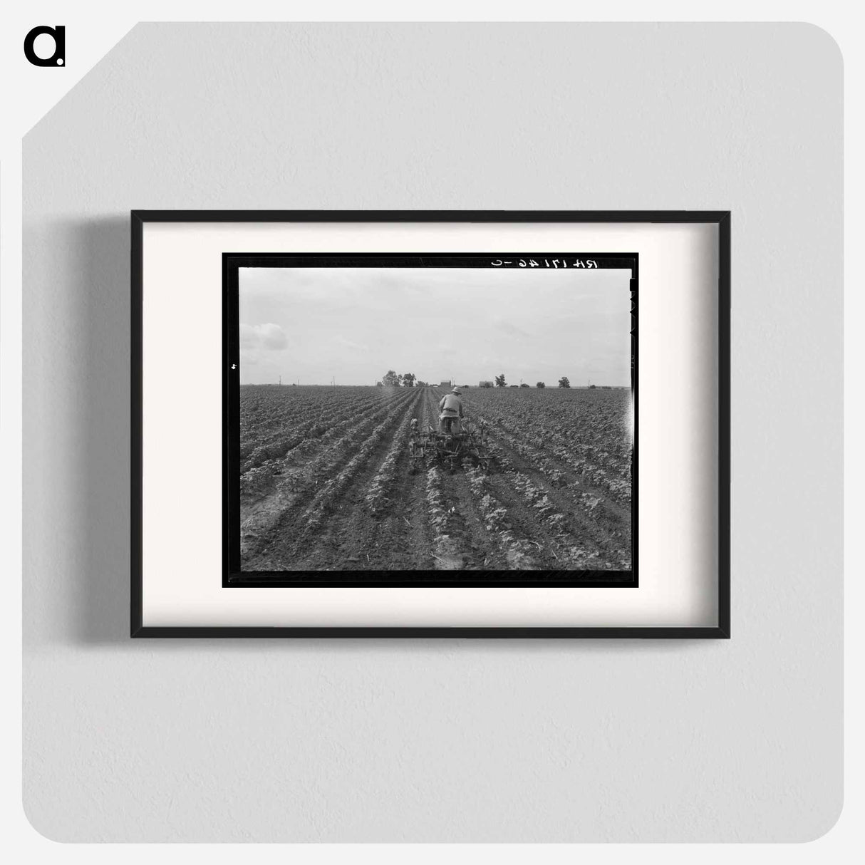 Tractor in cotton. Near Corsicana, Texas - ドロテア ラング Poster.