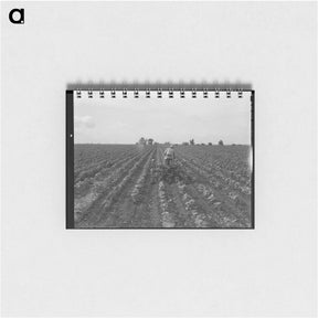 アートメモ帳-Tractor in cotton. Near Corsicana, Texas - ドロテア ラング Memo.
