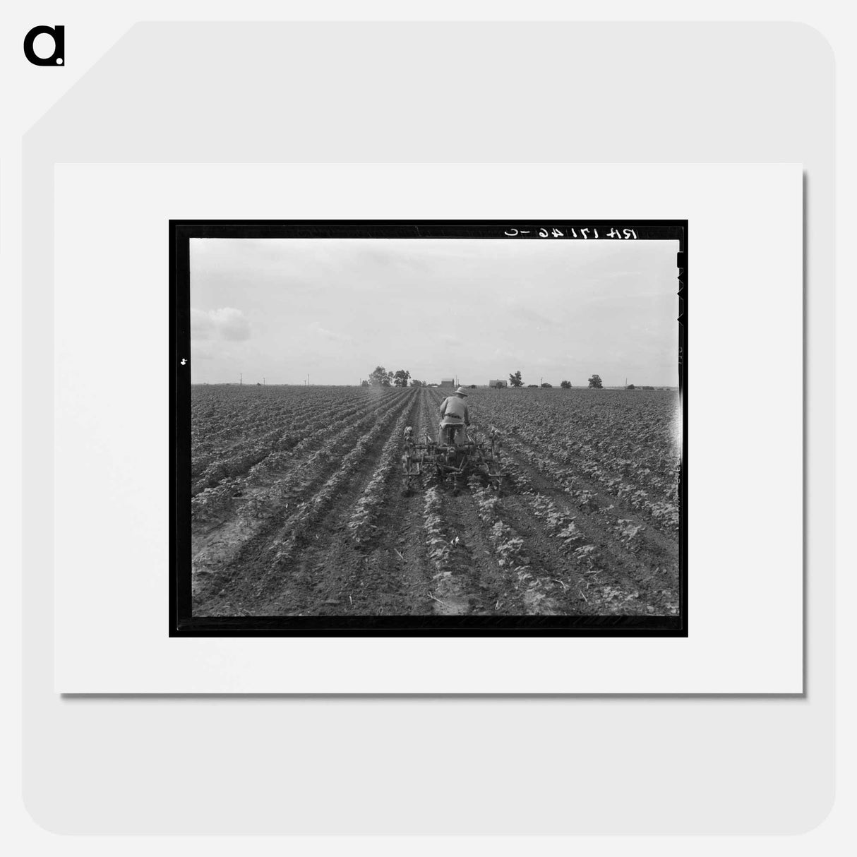 Tractor in cotton. Near Corsicana, Texas - ドロテア ラング Poster.