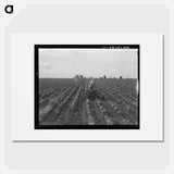 Tractor in cotton. Near Corsicana, Texas - Dorothea Lange Poster.