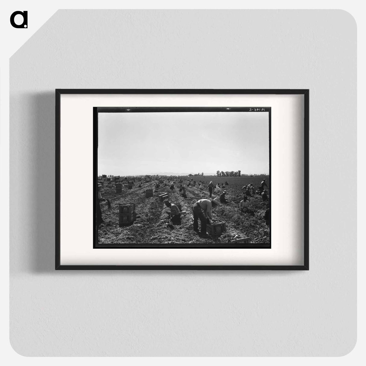 Near Meloland, Imperial Valley - Dorothea Lange Poster.