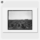 Near Meloland, Imperial Valley - Dorothea Lange Poster.