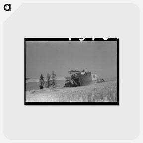 アートポストカード-Walla Walla Wheat Field
 - ラッセル リー Postcard.
