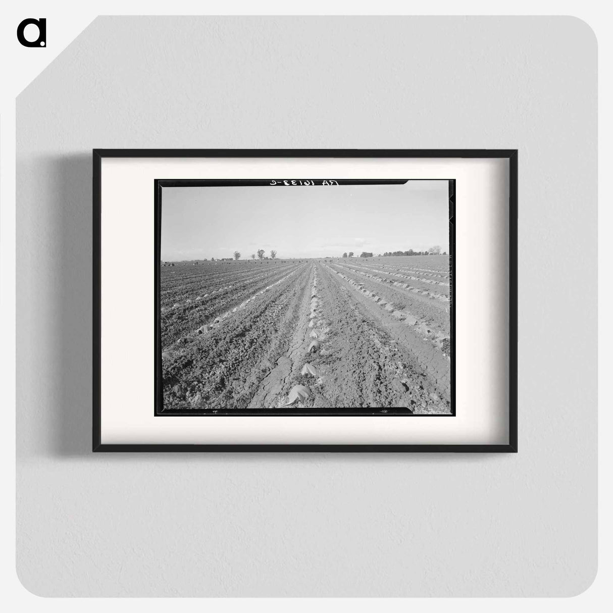 Capped cantaloupe - Dorothea Lange Poster.