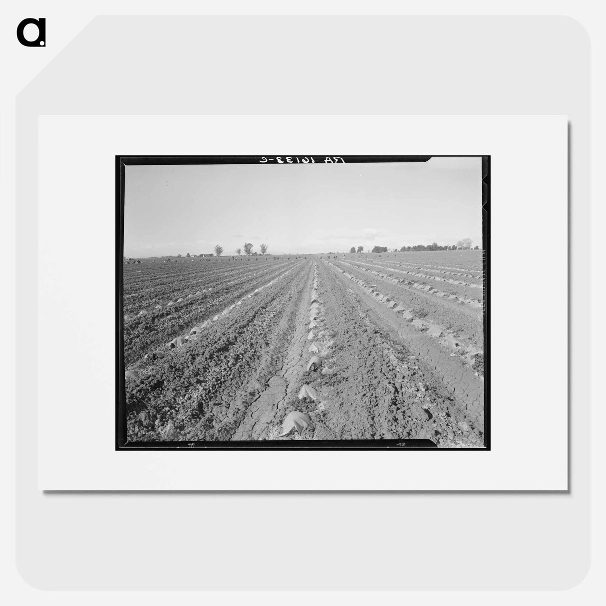 Capped cantaloupe - Dorothea Lange Poster.