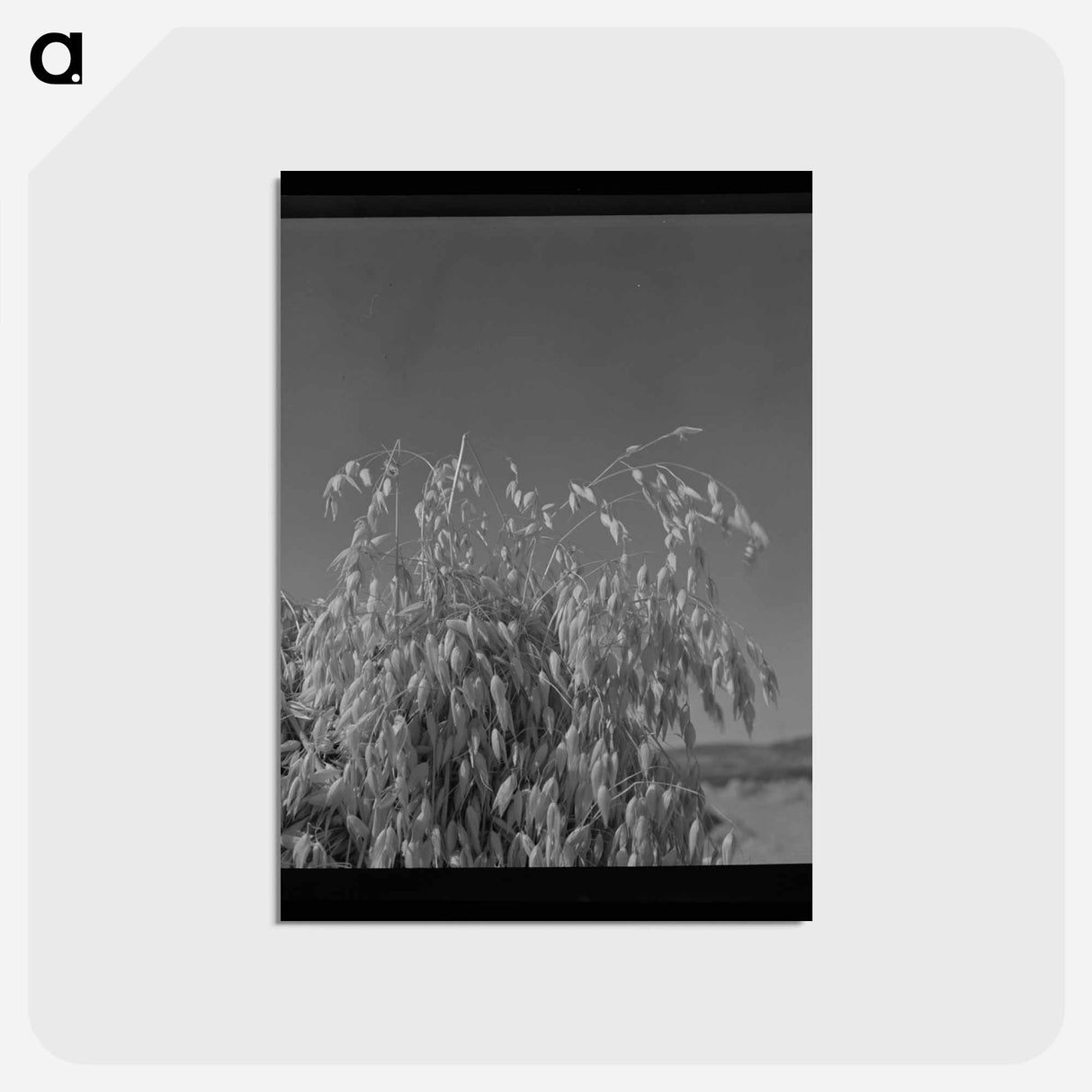 アートポストカード-Park County Oats
 - ラッセル リー Postcard.