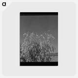 アートポストカード-Park County Oats
 - ラッセル リー Postcard.