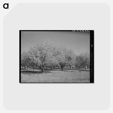 アートポストカード-Bernalillo Blossoms
 - ラッセル リー Postcard.